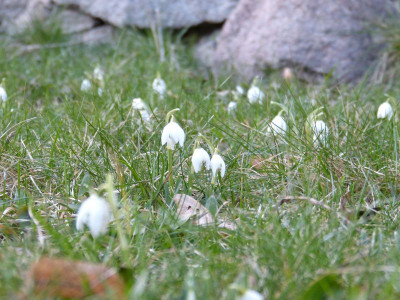 2017-02-15 Galanthus nivalis 'Flore Pleno'.jpg