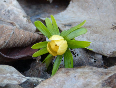 2017-02-15 Eranthis hyemalis 'Schwefelglanz 1.jpg