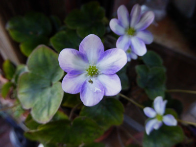 'Yukishino'  ...    15.2.17 005.jpg