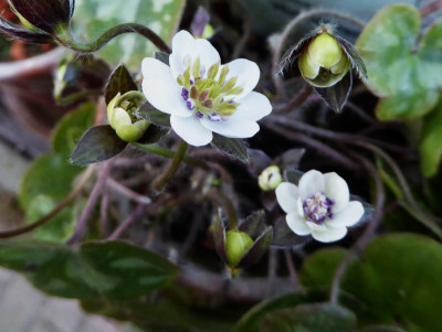 'Ruyokurei'  ...   15.2.17 021.jpg