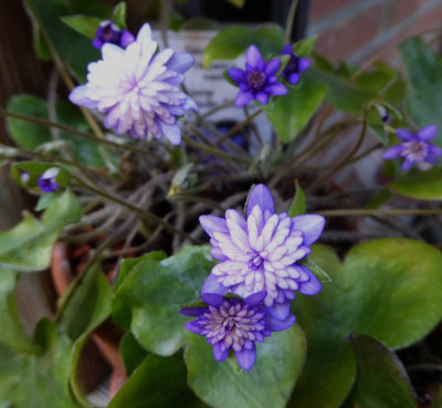 'Murasaki-Shikibu'  ...   15.2.17 040.jpg