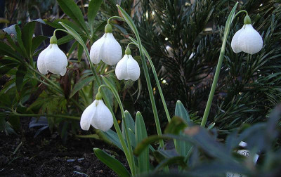 DiggoryIMGP5044.jpg