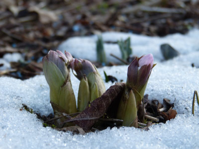 2017-02-15 Helleborus thibetanus 1.jpg