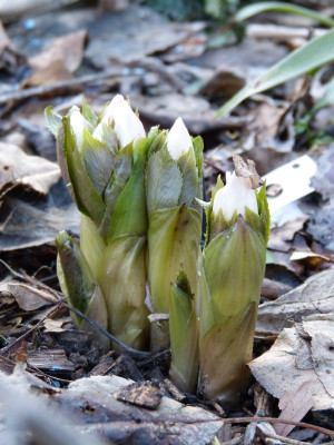 2017-02-15 Helleborus thibetanus 2.jpg