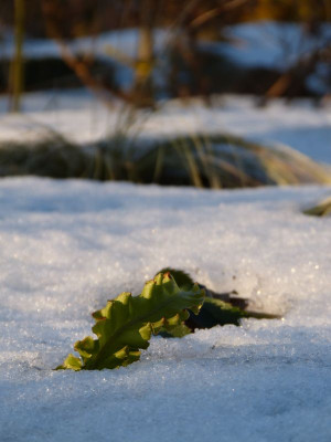 2017-02-15 Gartenimpressionen 1.jpg