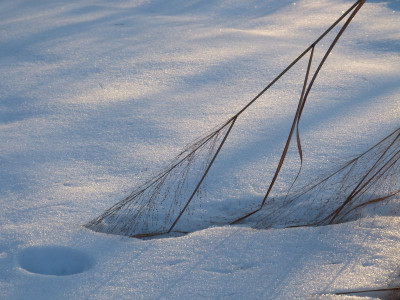 2017-02-15 Gartenimpressionen 2.jpg