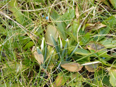 2017-02-16 Galanthus nivalis.jpg