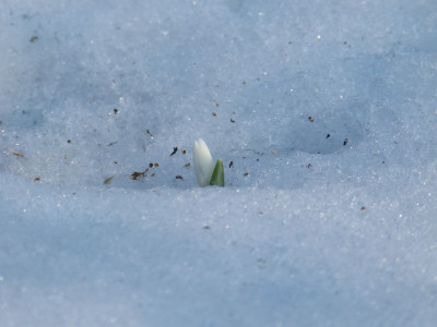2017-02-16 Gartenimpressionen 1.jpg
