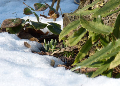 2017-02-16 Gartenimpressionen 3.jpg