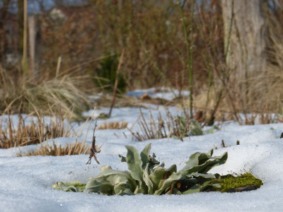 2017-02-16 Gartenimpressionen 4.jpg