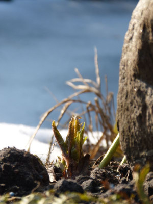 2017-02-16 Gartenimpressionen 5.jpg
