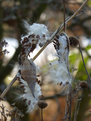 2017-02-16 Gartenimpressionen 6.jpg