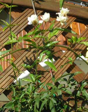 Banksiae_lutea_Nov06.jpg