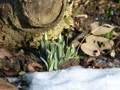 2017-02-16 Gartenimpressionen 2.jpg