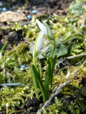 2017-02-16 Galanthus ‚Anglesey Abbey’.jpg