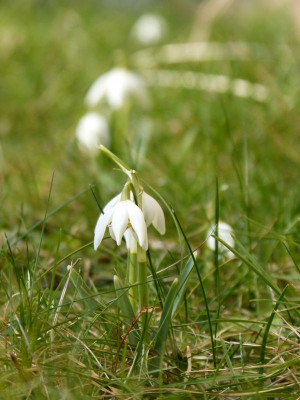 2017-02-16 Galanthus nivalis 'Flore Pleno'.jpg