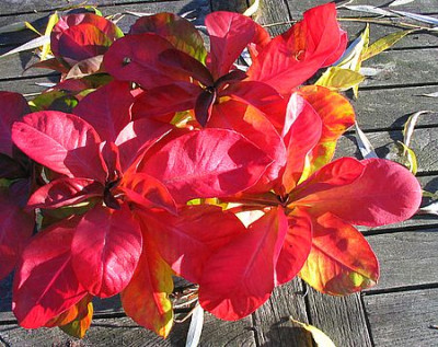 Lysimachia_fars_November_2006.jpg