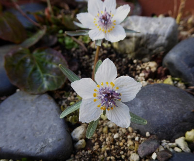 Eranthis pinnatifida  ...  16.2.17 021.jpg