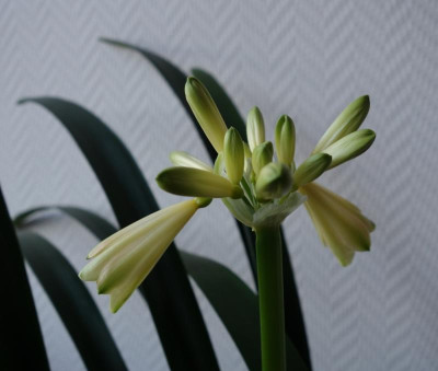 Clivia Cyrtanthiflora-Gruppe.jpg