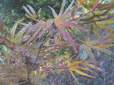 Acer_palmatum_Villa_Taranto_Herbst_2006.jpg