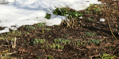 galanthus_2017.jpg