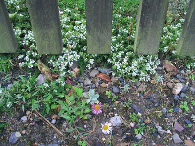 Thymus_mit_Erigeron.jpg