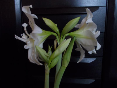 Amaryllis 003.JPG