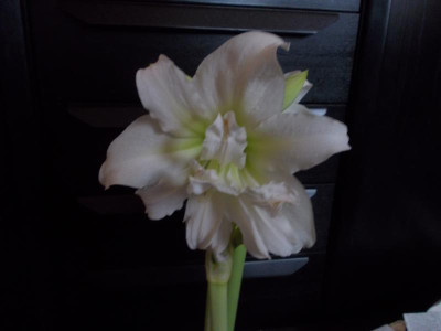 Amaryllis 004.JPG