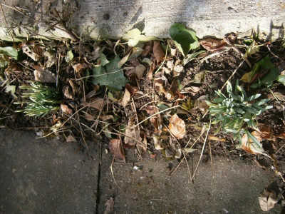 Klivien, Schneeglöckchen, Feigen 2017 006.JPG