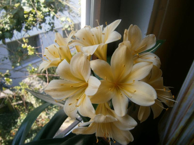 neue clivia 001.JPG