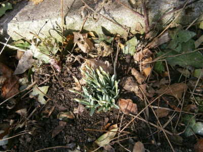 Klivien, Schneeglöckchen, Feigen 2017 009.JPG