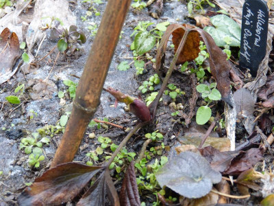 2017-02-18 Helleborus 'Anja Oudolf'.jpg