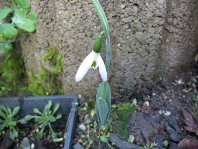 15.11.06._Galanthus_Ho.28__005.JPG