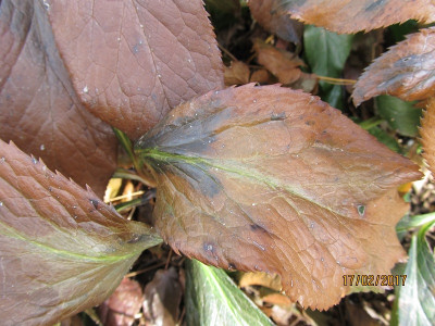 IMG_0777H orientalis small.jpg