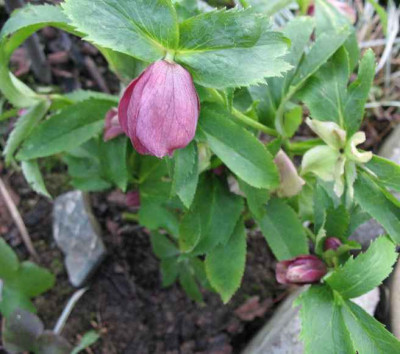 15.11.06.__Helleborus__orientalis_Hyb._Mirabelle_006.JPG