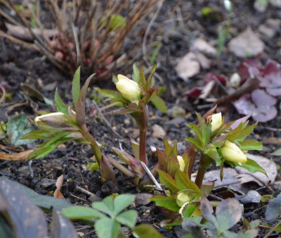 Helleborus-creme_mit_Auge.17-1.jpg