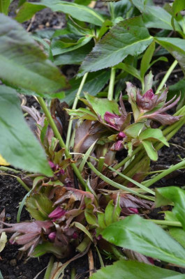 Helleborus-SPElly.17-1.jpg