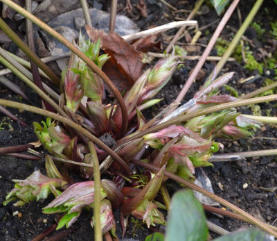 Helleborus-Sämling-weiß.17-1.jpg
