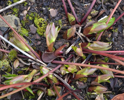 Helleborus-Sämling-FL.17-1.jpg
