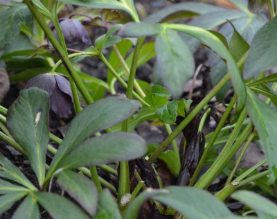 Helleborus-RubyStar.17-1.jpg