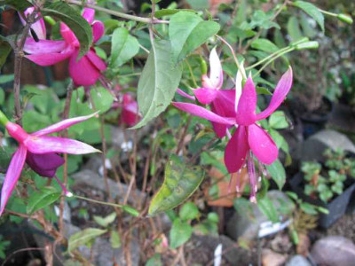 15.11.06._Fuchsia_Deltas_Groom_007.JPG