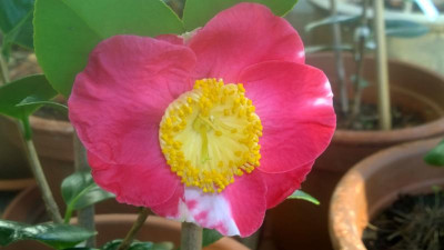 WP_20170215_007 Camellia japonica Shuko-No-Tsuki.jpg