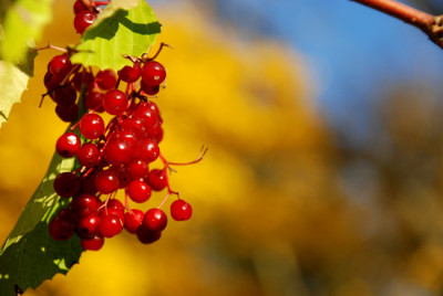 Indian-Summer-2-boga.jpg