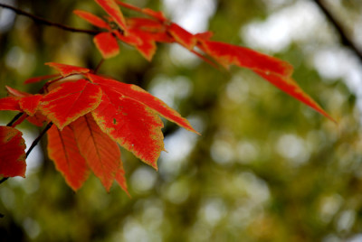 Indian-Summer-3-boga.jpg