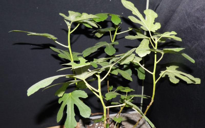 Ficus1.jpg
