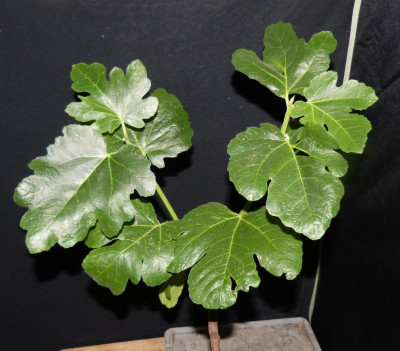 Ficus2.jpg