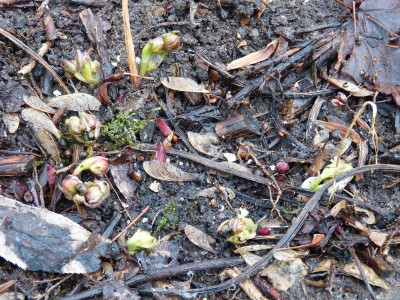 2017-02-18 Helleborus dumetorum.jpg