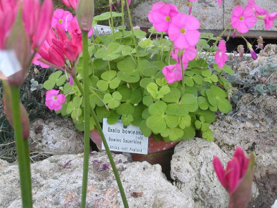 oxalis_bowieana.jpg