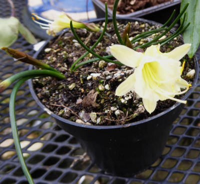 Narcissua hedraeanthus ...  18.2.17 009.jpg