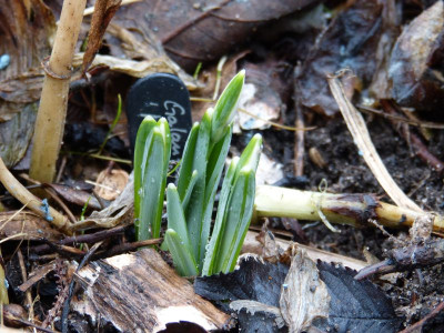 2017-02-18 Galanthus 'Merlin'.jpg